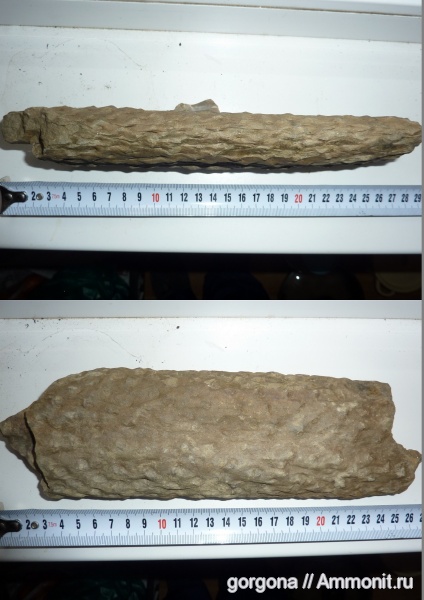 карбон, лепидодендрон, stigmaria