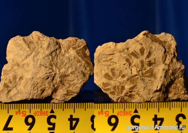 карбон, sphenophyllum speciosum