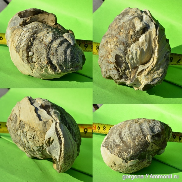 моллюски, мел, мезозой, двустворчатые моллюски, беспозвоночные, Cretaceous