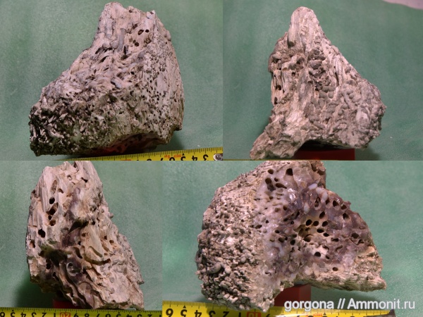 палеоген, растения, кайнозой, голосеменные