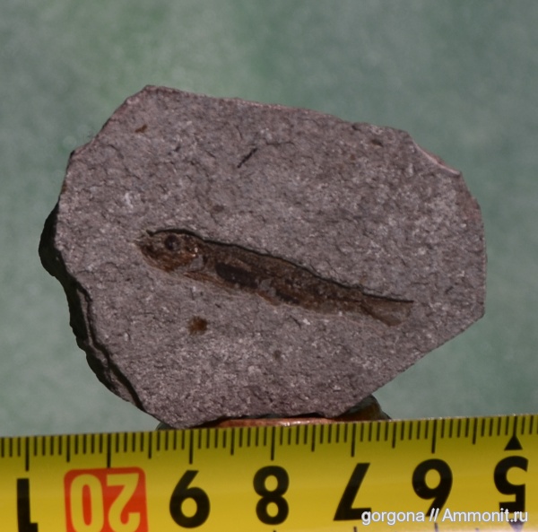 палеоген, рыбы, олигоцен, fish