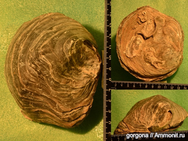 нижний мел, Amfidonta