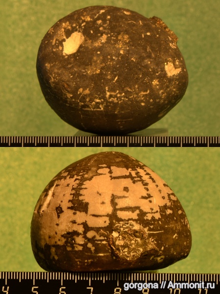 морские ежи, иглокожие, spatangoida, Echinocorys leske