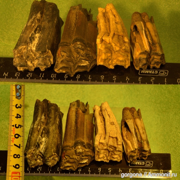 млекопитающие, непарнокопытные, лошади, хордовые, лошадиные