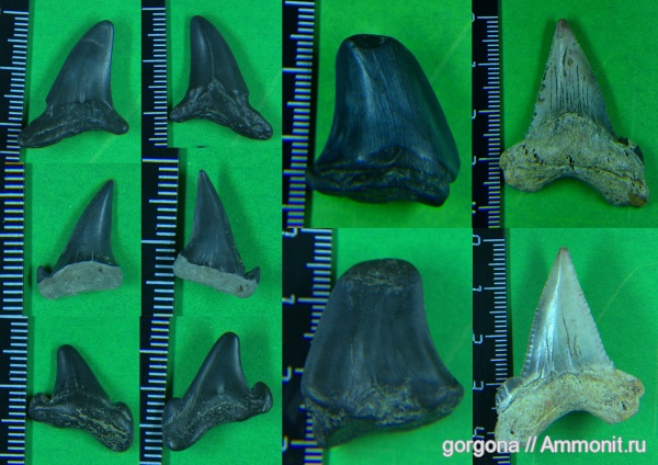 палеоген, рыбы, позвоночные, кайнозой