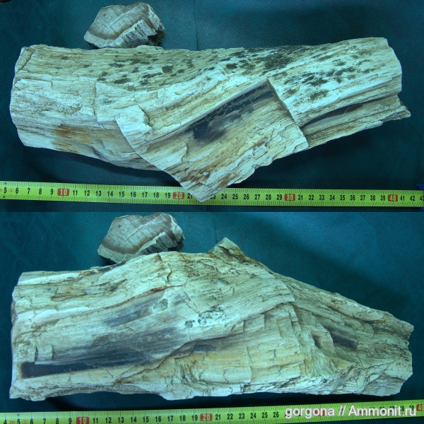 палеоген, кайнозой, голосеменные