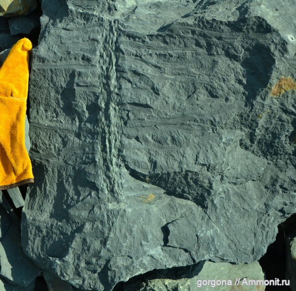 Прогулка по карбоновым болотам близь Гуково