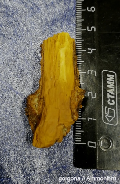 растения, кайнозой