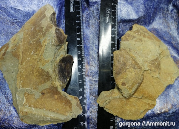 растения, средний карбон