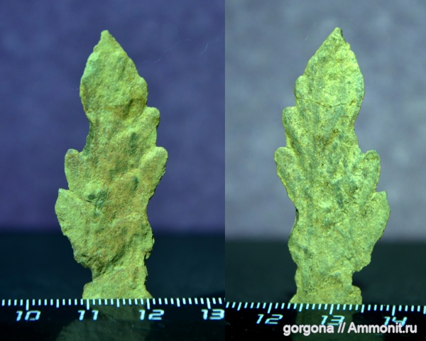 птеридоспермы, средний карбон