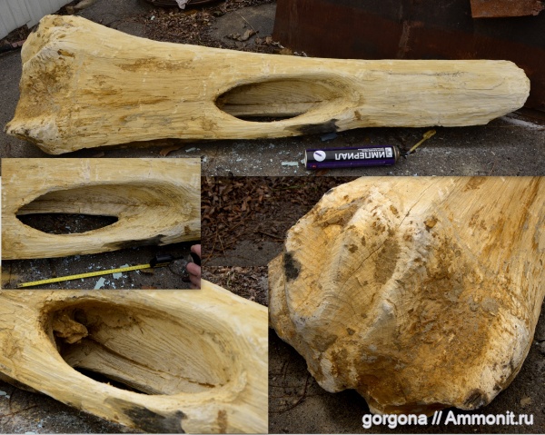 растения, окаменевшее дерево, высшие растения