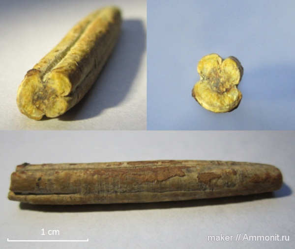 белемниты, Pseudobelus, Байдарская долина, belemnites