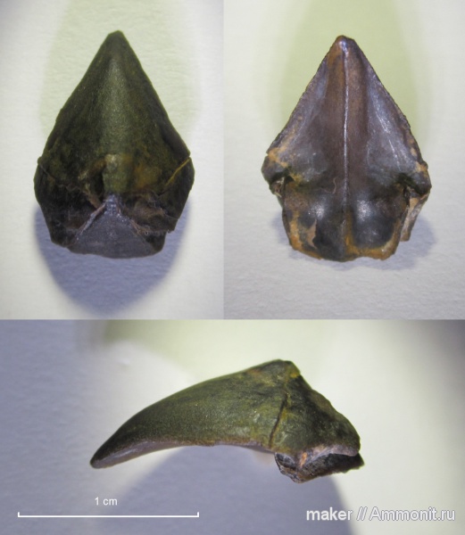 ринхолиты, Akidocheilus, Байдарская долина, Akidocheilus (Planecapula)