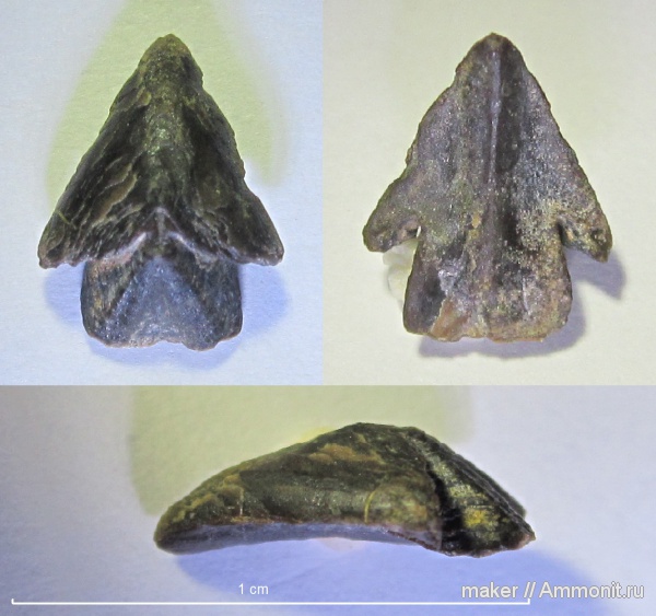 ринхолиты, Akidocheilus, Байдарская долина, Akidocheilus (Akidocheilus) tauricus, Akidocheilus (Akidocheilus)