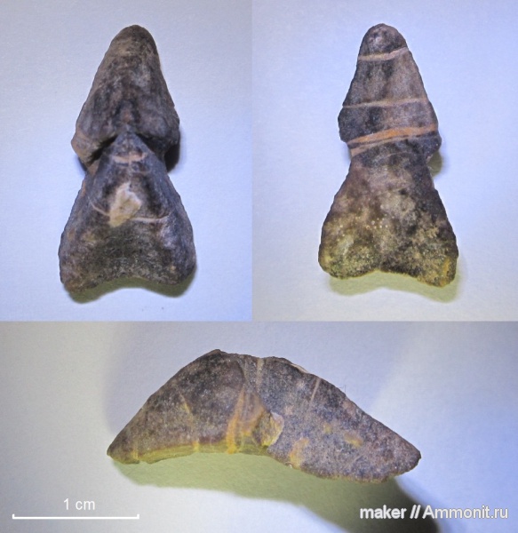 ринхолиты, Hadrocheilus, Байдарская долина, Hadrocheilus (Microbeccus), Hadrocheilus (Microbeccus) agafonovi