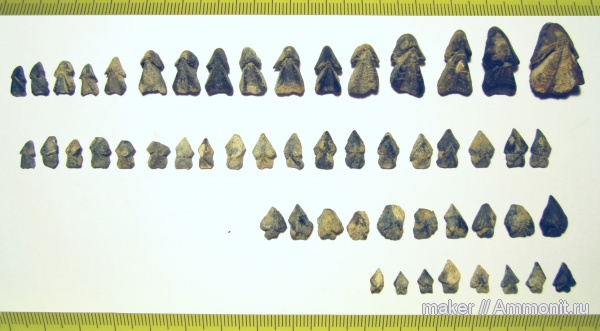 ринхолиты, Hadrocheilus, Akidocheilus, Байдарская долина