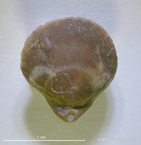 брахиоподы, Байдарская долина