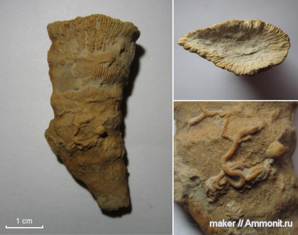 кораллы, кишечнополостные, Scleractinia