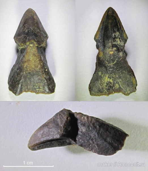 ринхолиты, Hadrocheilus, Байдарская долина, Hadrocheilus (Microbeccus), Hadrocheilus (Microbeccus) agafonovi