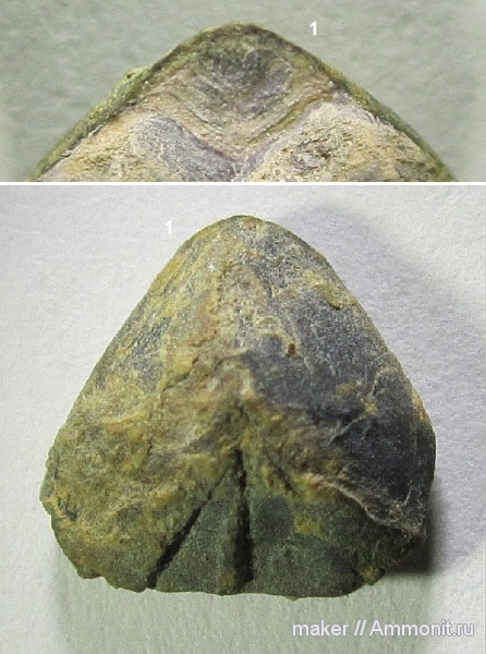 ринхолиты, Akidocheilus, Байдарская долина