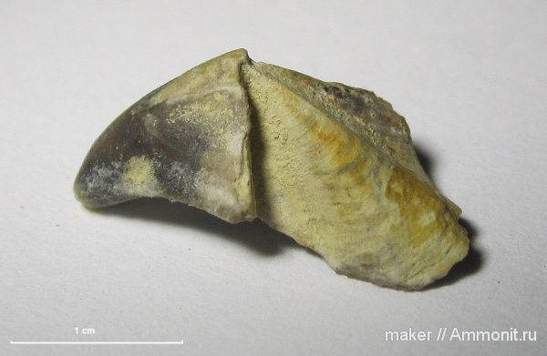 Крым, ринхолиты, Hadrocheilus, Байдарская долина, hadrocheilus sultanovkensis, Hadrocheilus (Arcuatobeccus) sultanovkensis, Hadrocheilus (Arcuatobeccus)