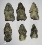 Ринхолиты последних сборов