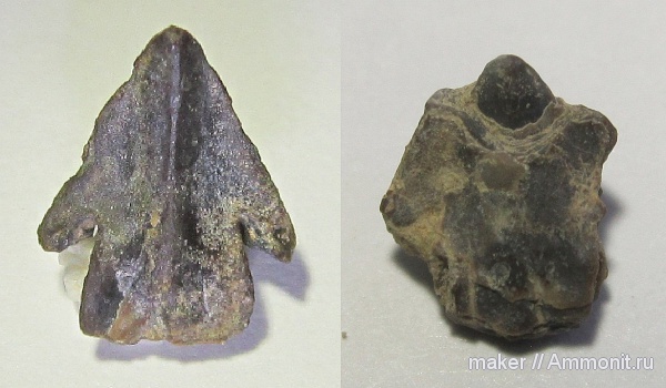 ринхолиты, Akidocheilus, Байдарская долина, Akidocheilus (Akidocheilus) tauricus, Akidocheilus (Akidocheilus)