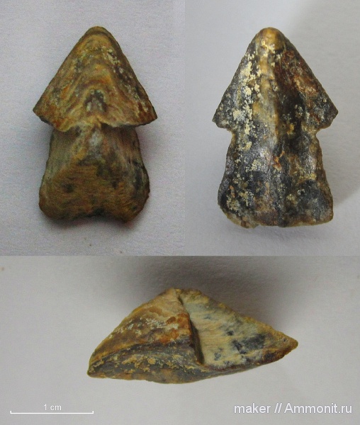 ринхолиты, Hadrocheilus, Байдарская долина