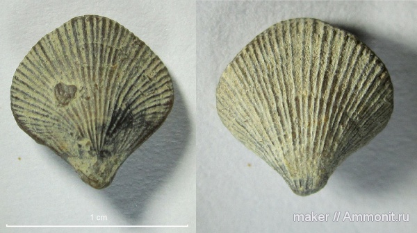 Terebratulida, Байдарская долина, Terebratulina