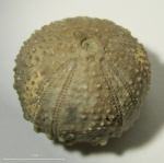 Морской ёж Codiopsis (Hemicodiopsis)