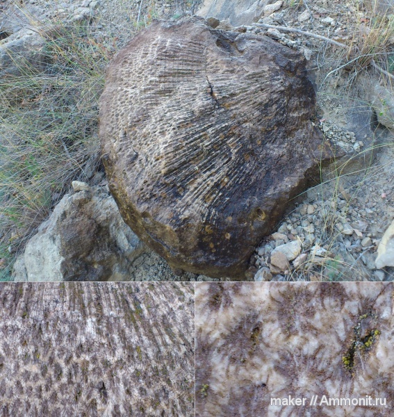 юра, кораллы, Крым, Scleractinia, Куш-Кая, Jurassic