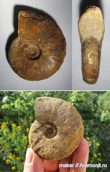 аммониты, Крым, баррем, нижний баррем, Верхоречье