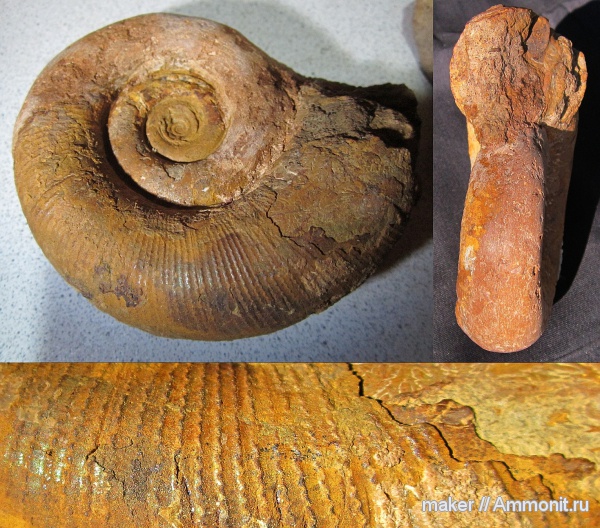 аммониты, мел, баррем, Biasaloceras, нижний баррем, Ammonites, Верхоречье, Barremian, Cretaceous