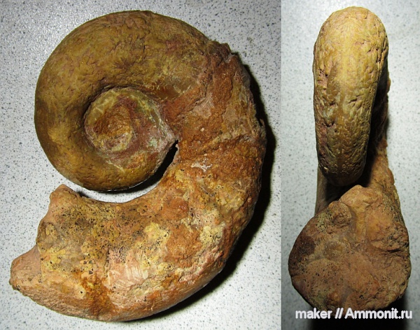 аммониты, мел, гетероморфные аммониты, баррем, Biasaloceras, нижний баррем, Ammonites, Верхоречье, Barremian, Cretaceous