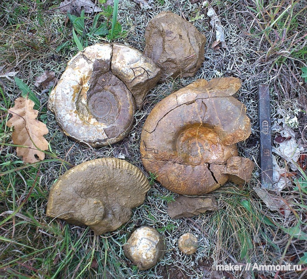 аммониты, берриас, Крым, Ammonites, Dalmasiceras, Байдарская долина, Berriasian