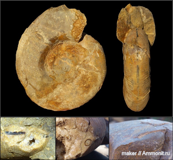 аммониты, берриас, Крым, Ammonites, Dalmasiceras, Байдарская долина, Berriasian