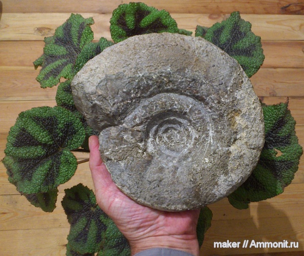 аммониты, берриас, Крым, Ammonites, Байдарская долина, Berriasian