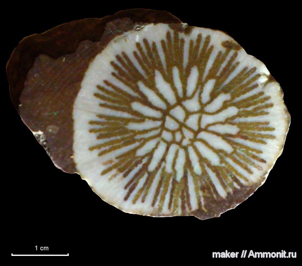 кораллы, кишечнополостные, Крым, Scleractinia, Байдарская долина