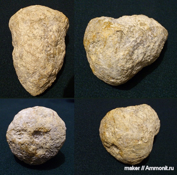 губки, берриас, Крым, Байдарская долина, Berriasian