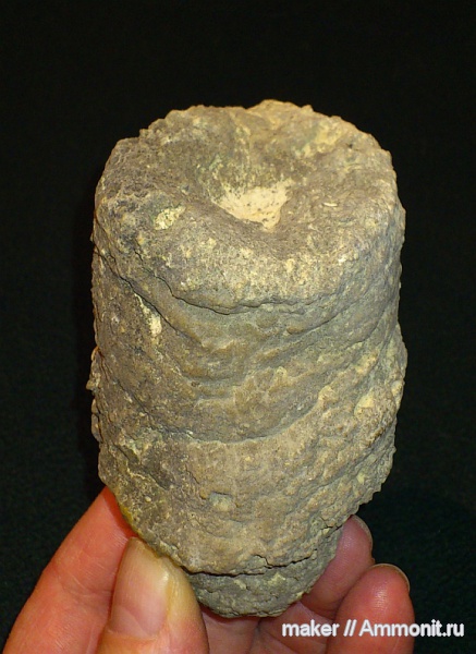 губки, берриас, Крым, Байдарская долина, Berriasian