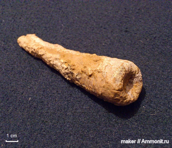 губки, берриас, Крым, Байдарская долина, Berriasian