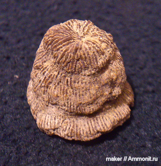 кораллы, Крым, Montlivaltia, Байдарская долина