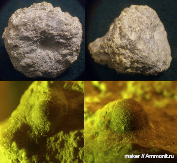 губки, берриас, Крым, Байдарская долина, Berriasian