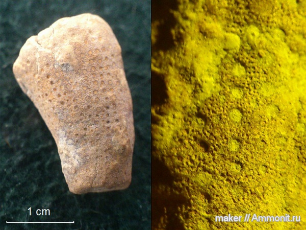 губки, берриас, Крым, Байдарская долина, Berriasian