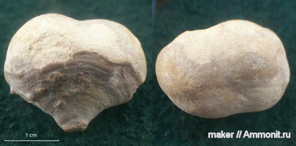 губки, берриас, Крым, Байдарская долина, Berriasian