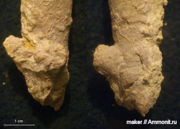 губки, берриас, Крым, Байдарская долина, Berriasian