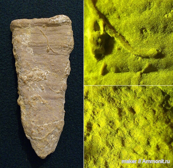 губки, берриас, Крым, Байдарская долина, Berriasian