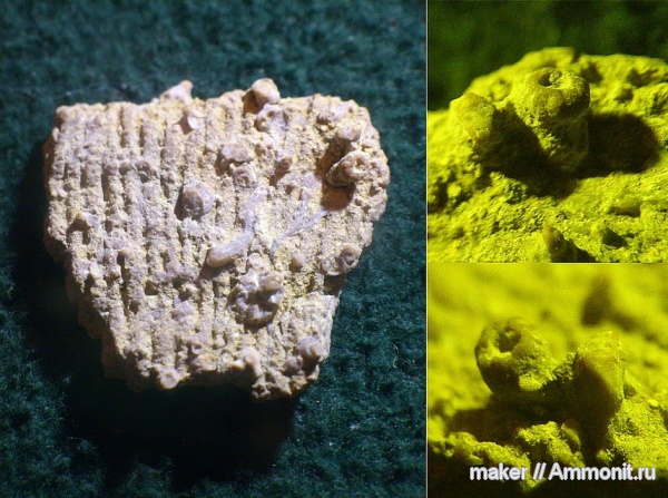 губки, берриас, Крым, Байдарская долина, Berriasian