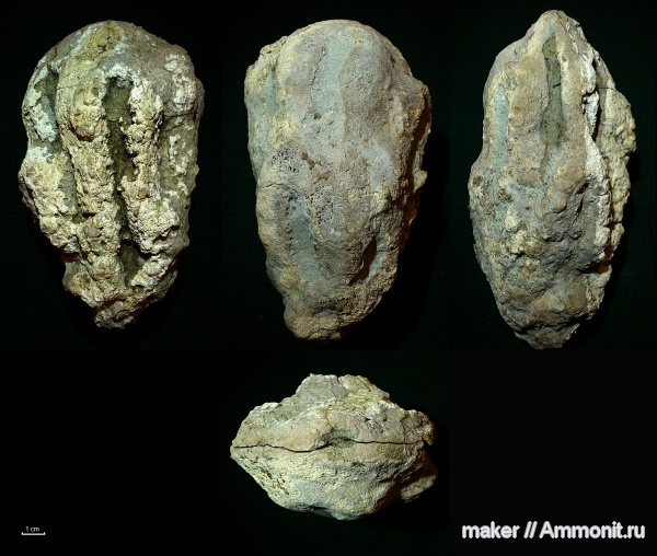 губки, берриас, Крым, Байдарская долина, Berriasian