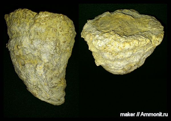 губки, берриас, Крым, Байдарская долина, Berriasian